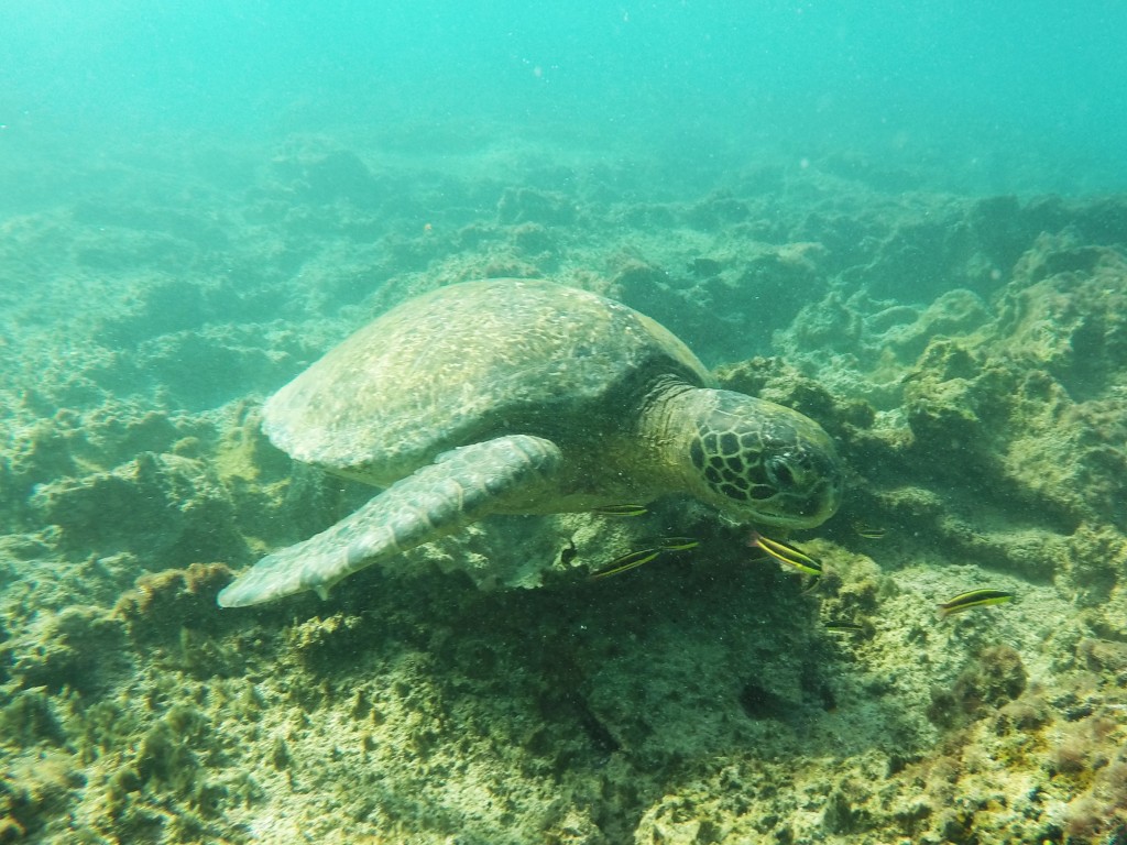 Galapagos Green Sea Turtle