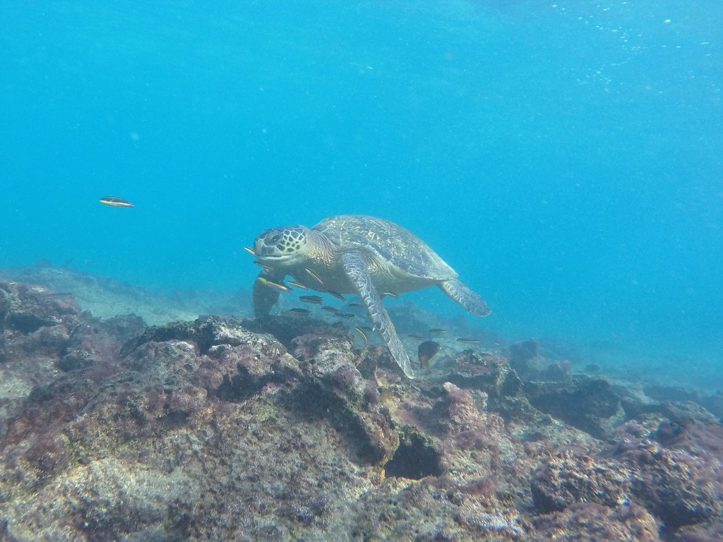 Galapagos Green Sea Turtle