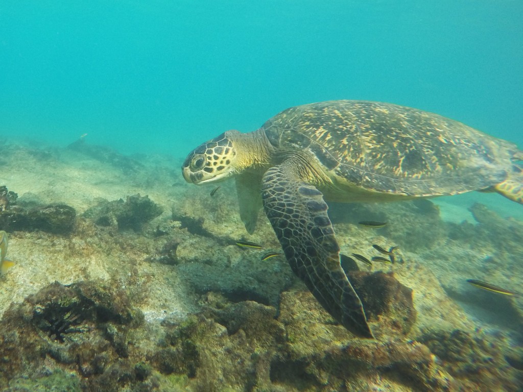 Galapagos Green Sea Turtle