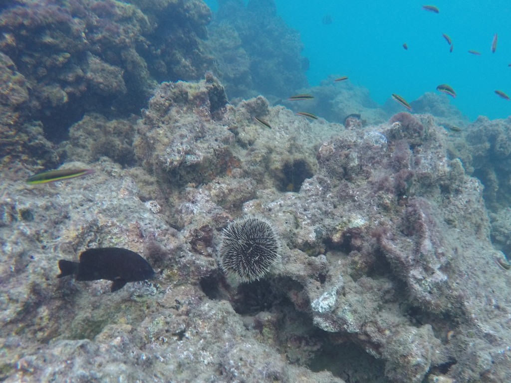 White Sea Urchin