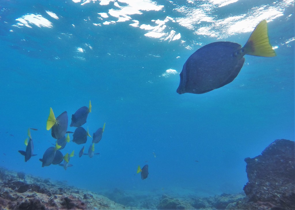 Razor Surgeonfish