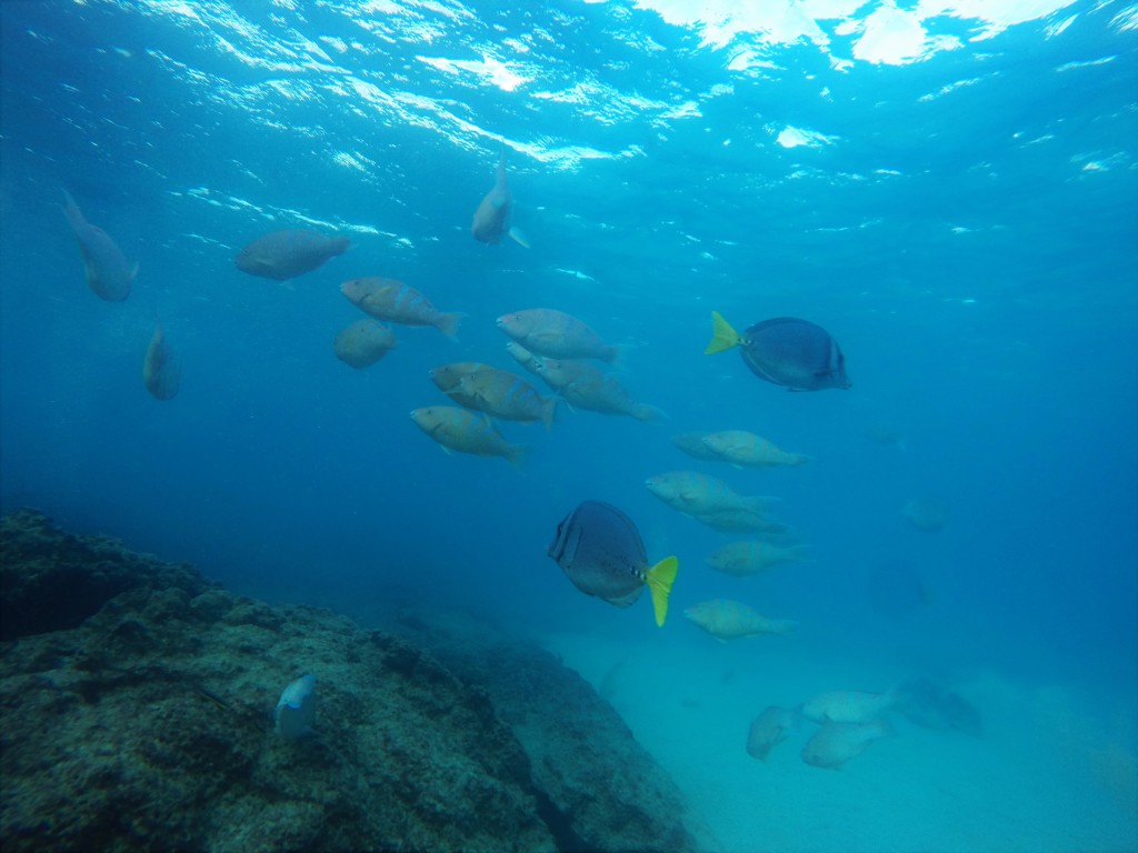 Razor Surgeonfish & Blue-chin Parrotfish