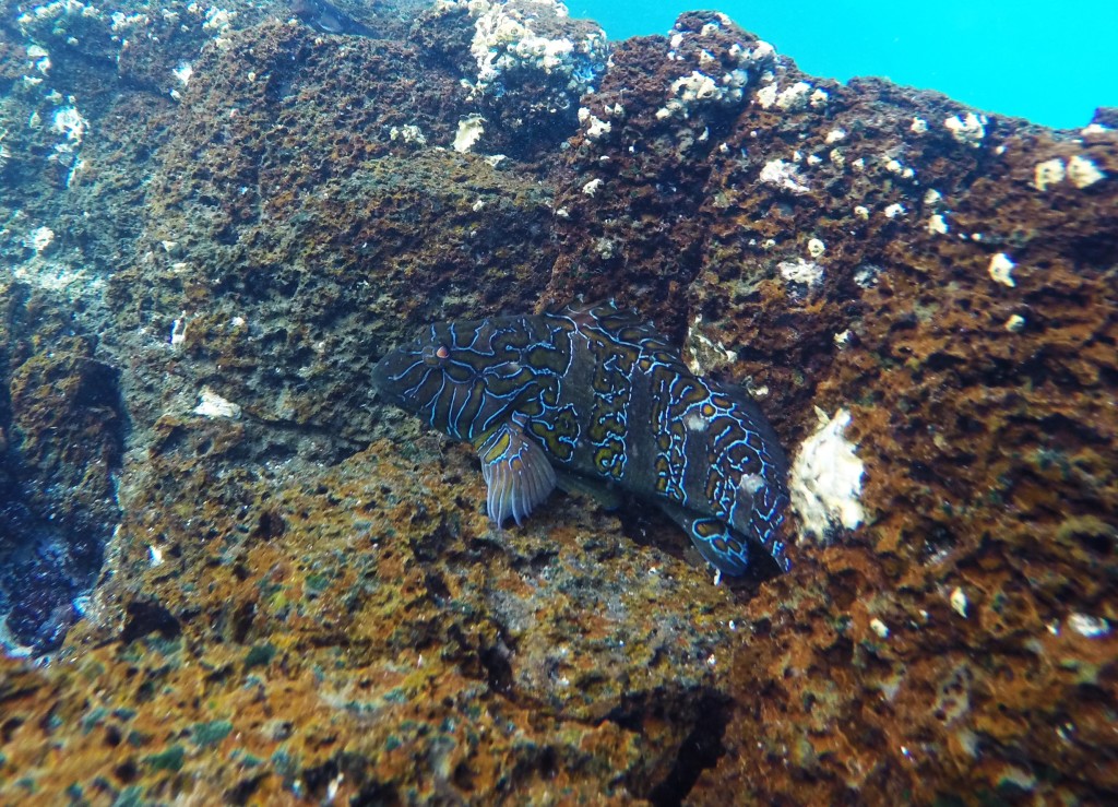 Hieroglyphic Hawkfish