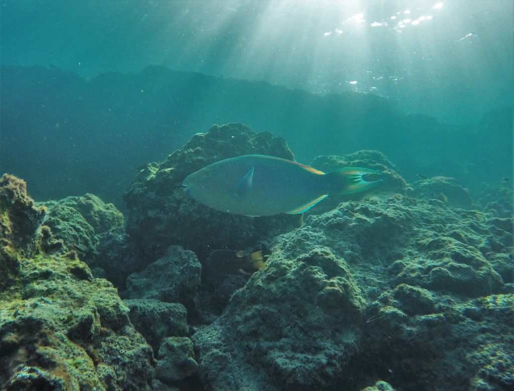Blue-chin Parrotfish