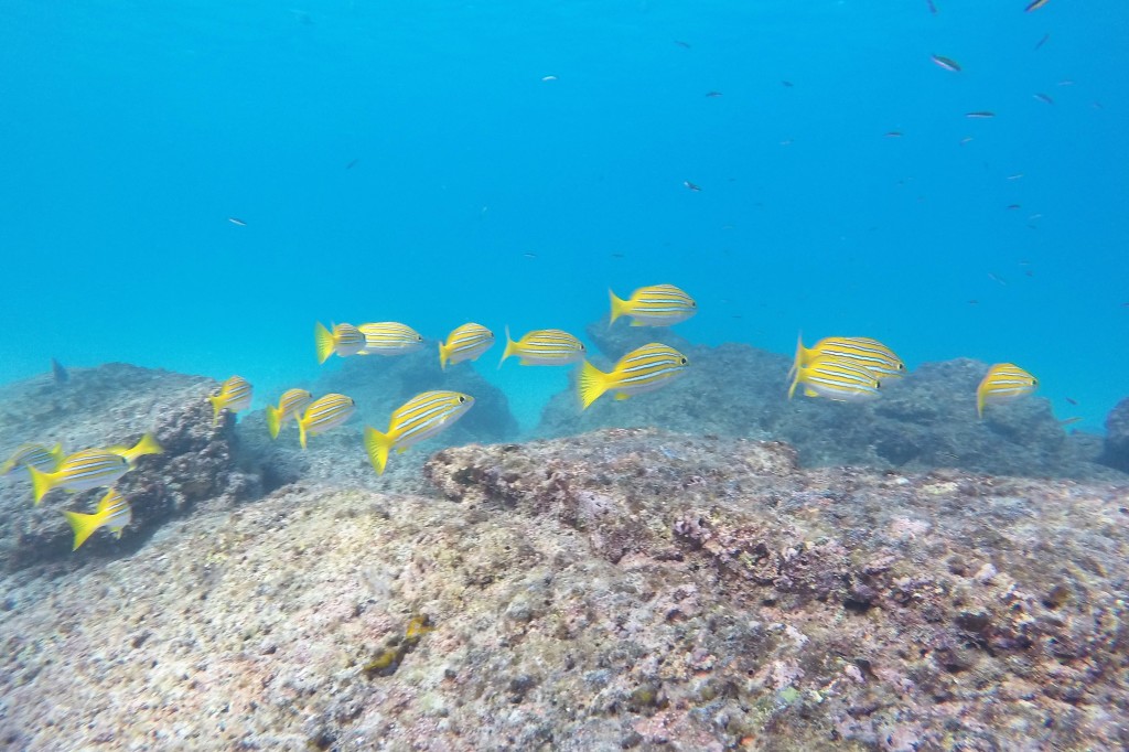Bigeye Yellow Snapper