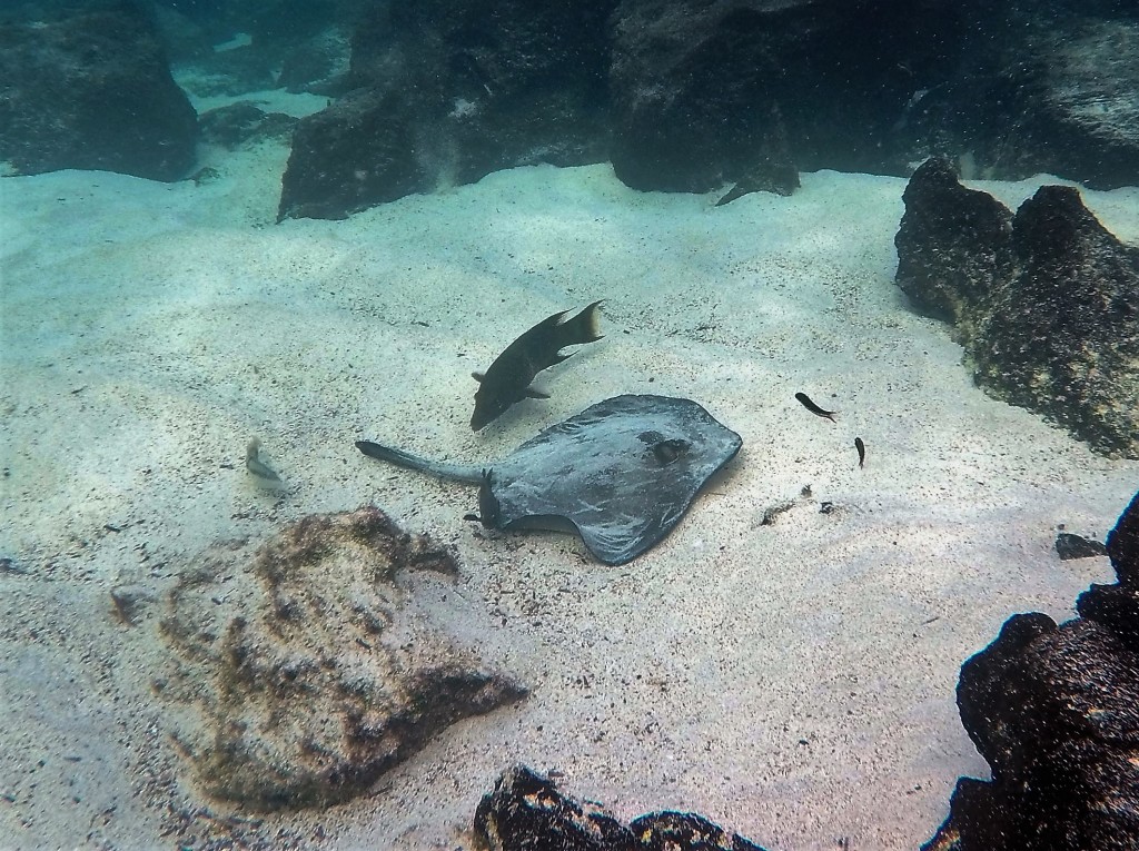 Diamond Stingray