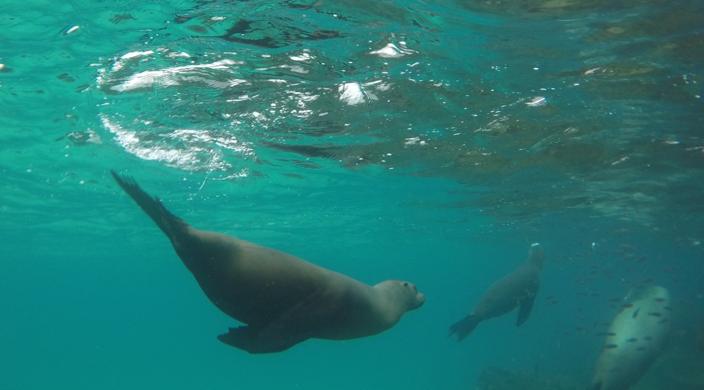 Sea Lions