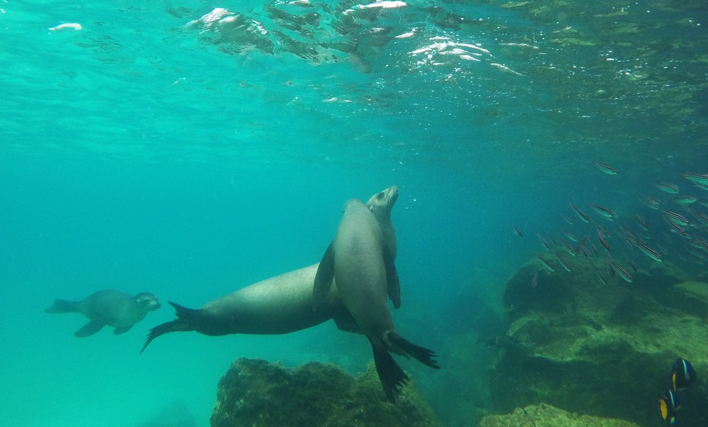 Sea Lions playing