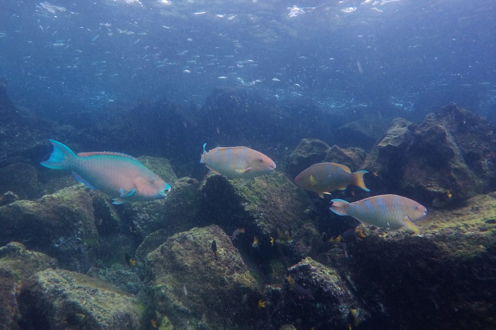 Blue-chin Parrotfish