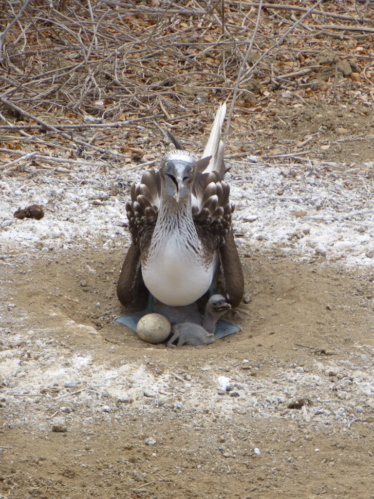 A Blue Footed Booby and newly hatched chick