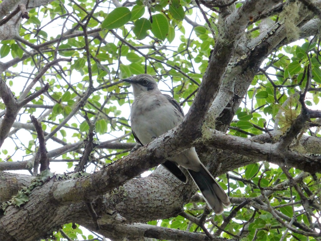 Some kind of bird
