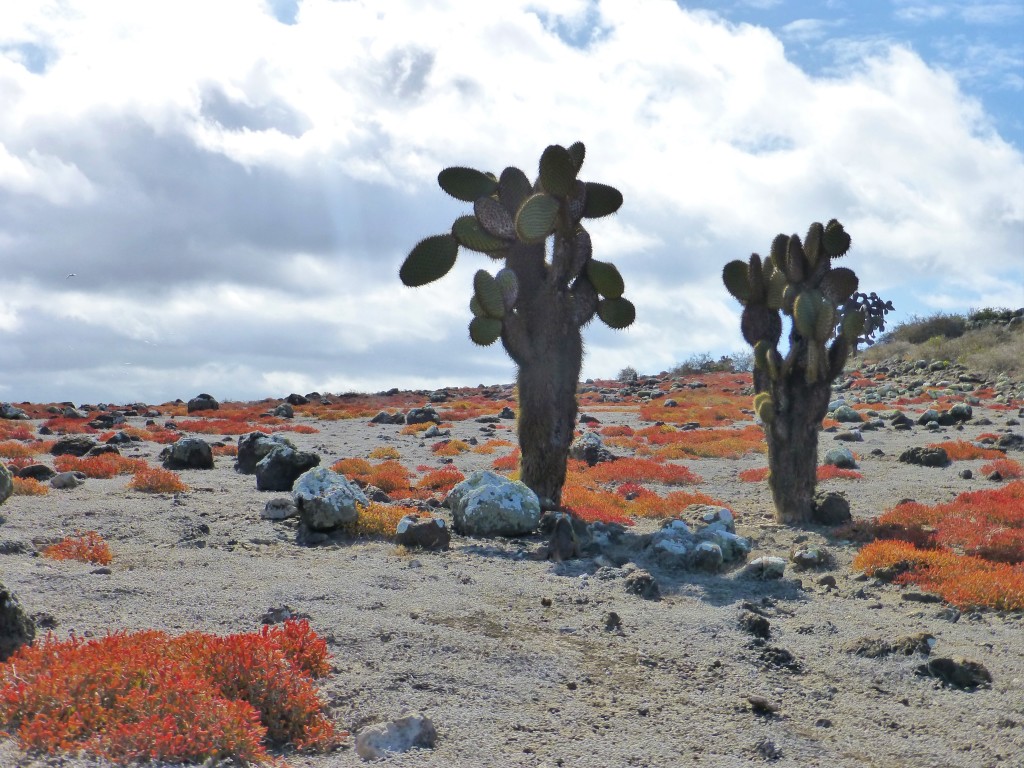 Amazing vegetation