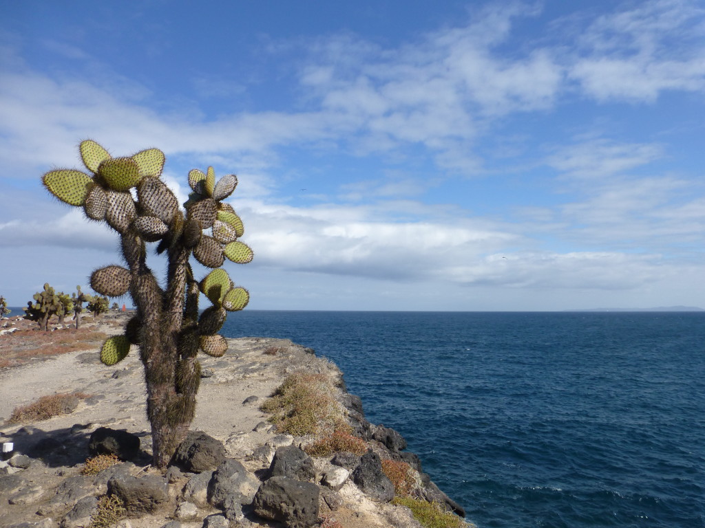 View over cactus trees