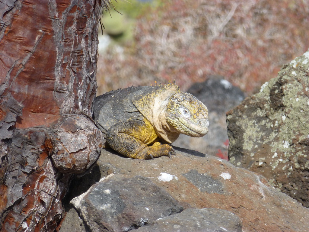 Land Iguana
