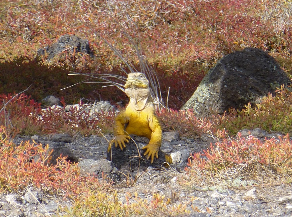 Land Iguana