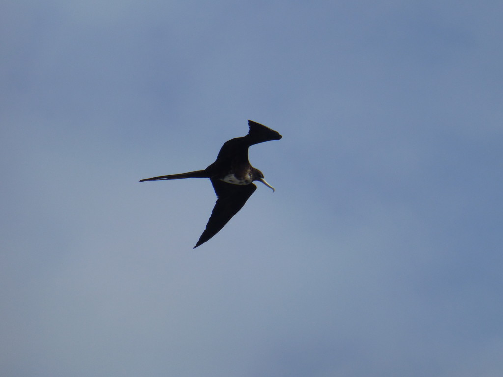 Frigate bird overhead