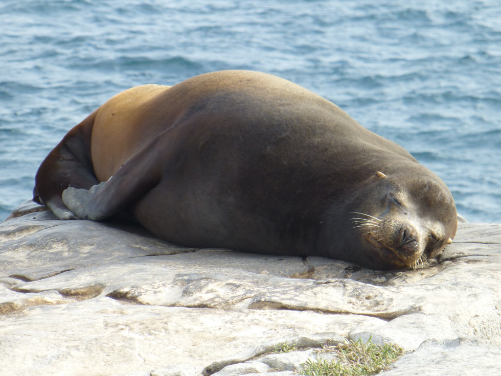 Sea Lion sleeping