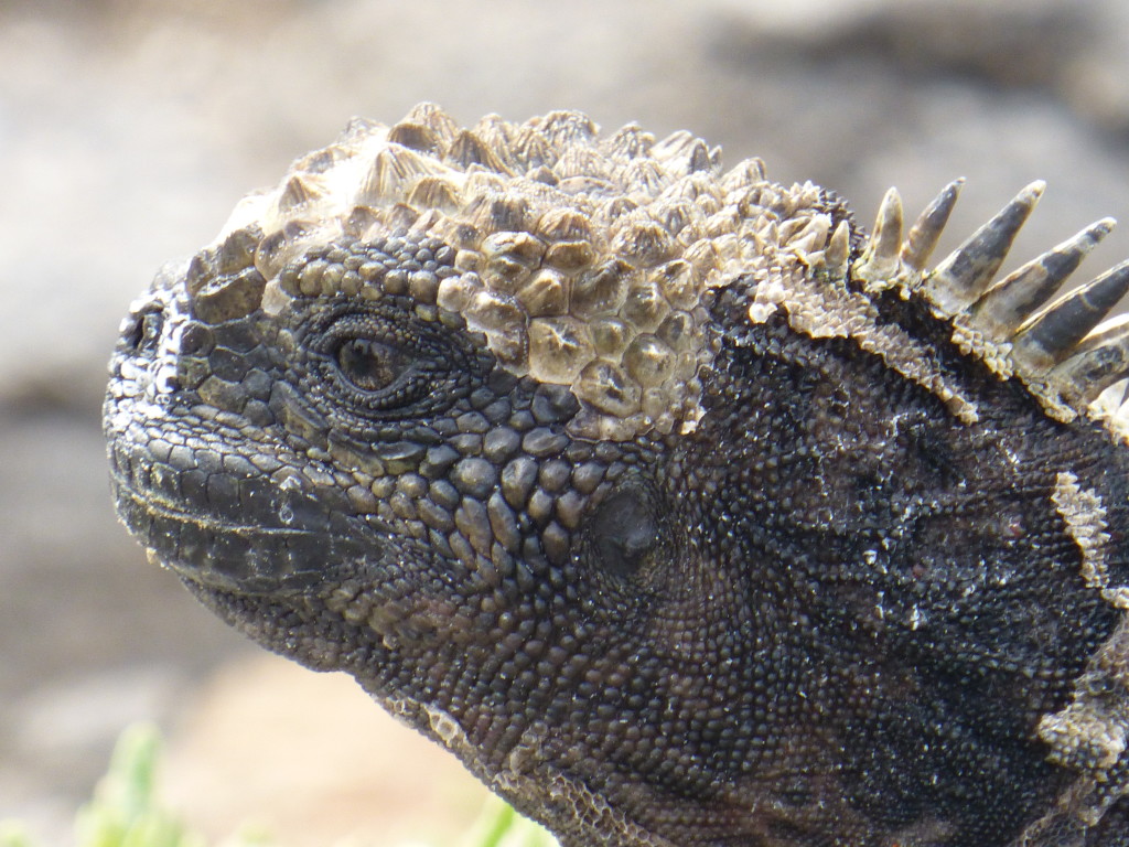 Marine Iguana