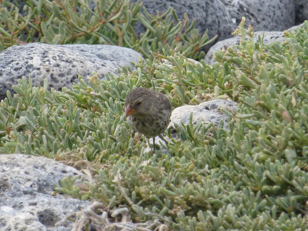 One of the Darwin Finches