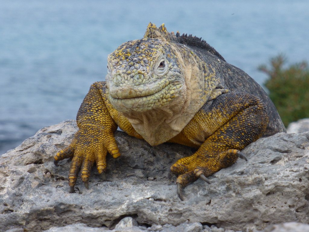 Land Iguana