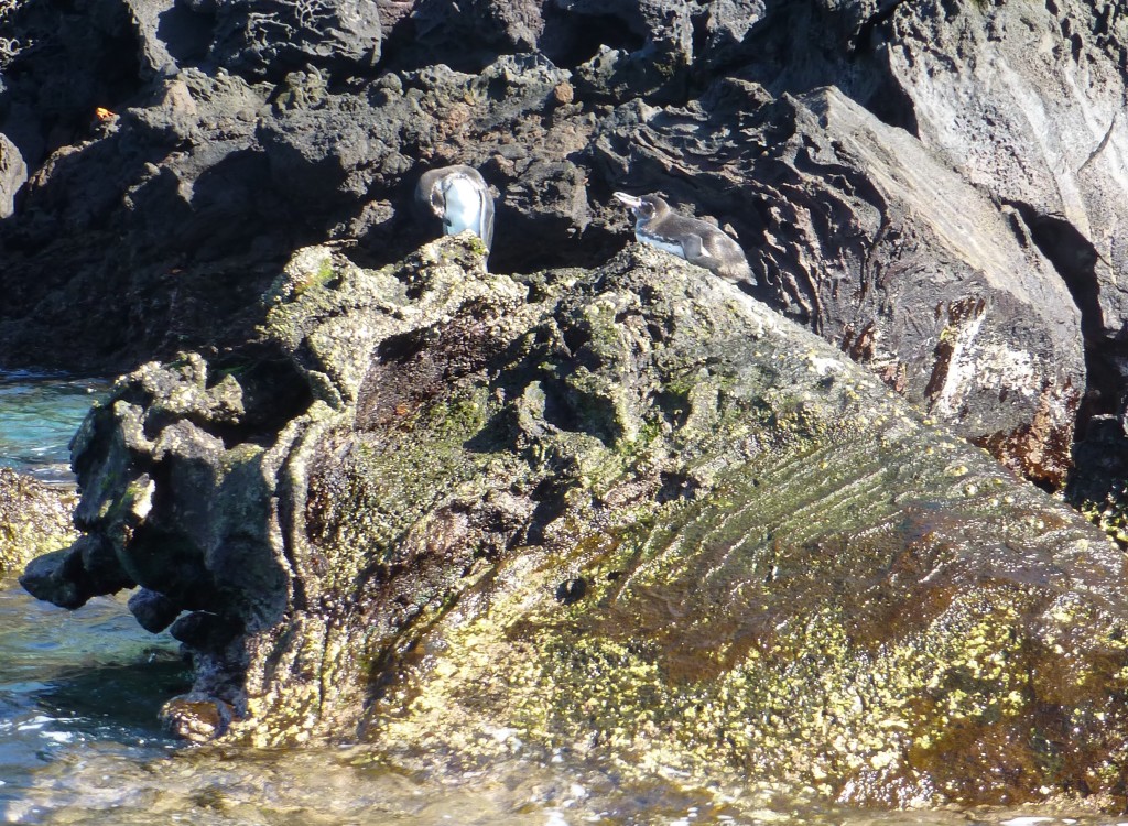 Galapagos Penguins on the rocks