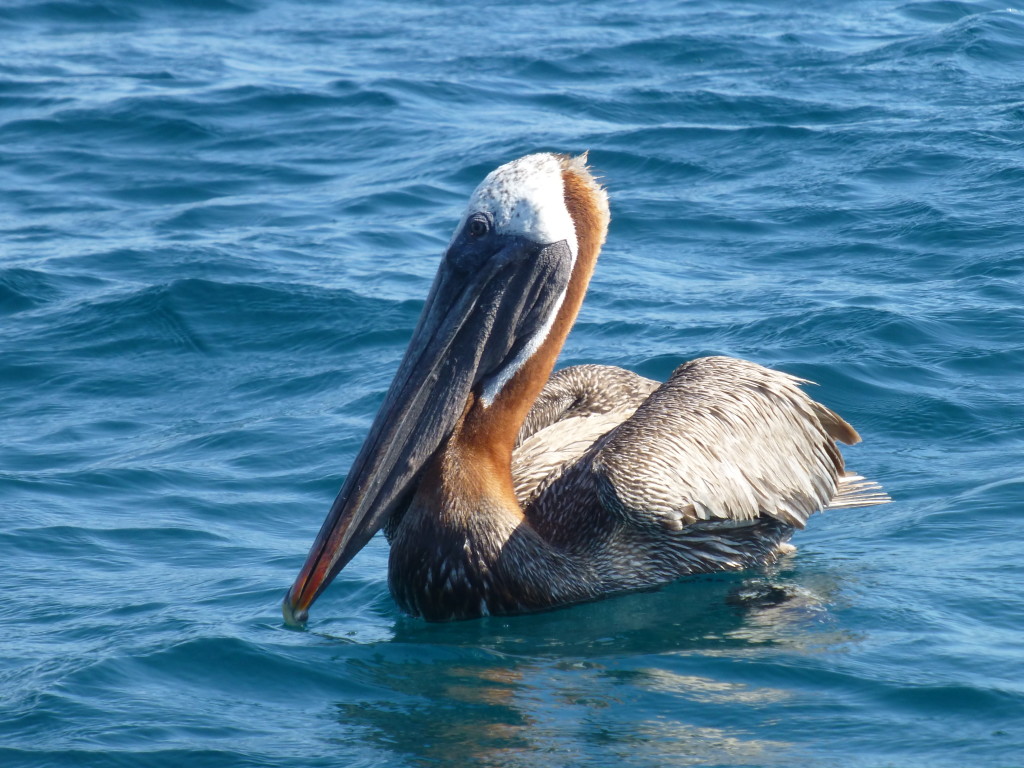 A Brown Pelican
