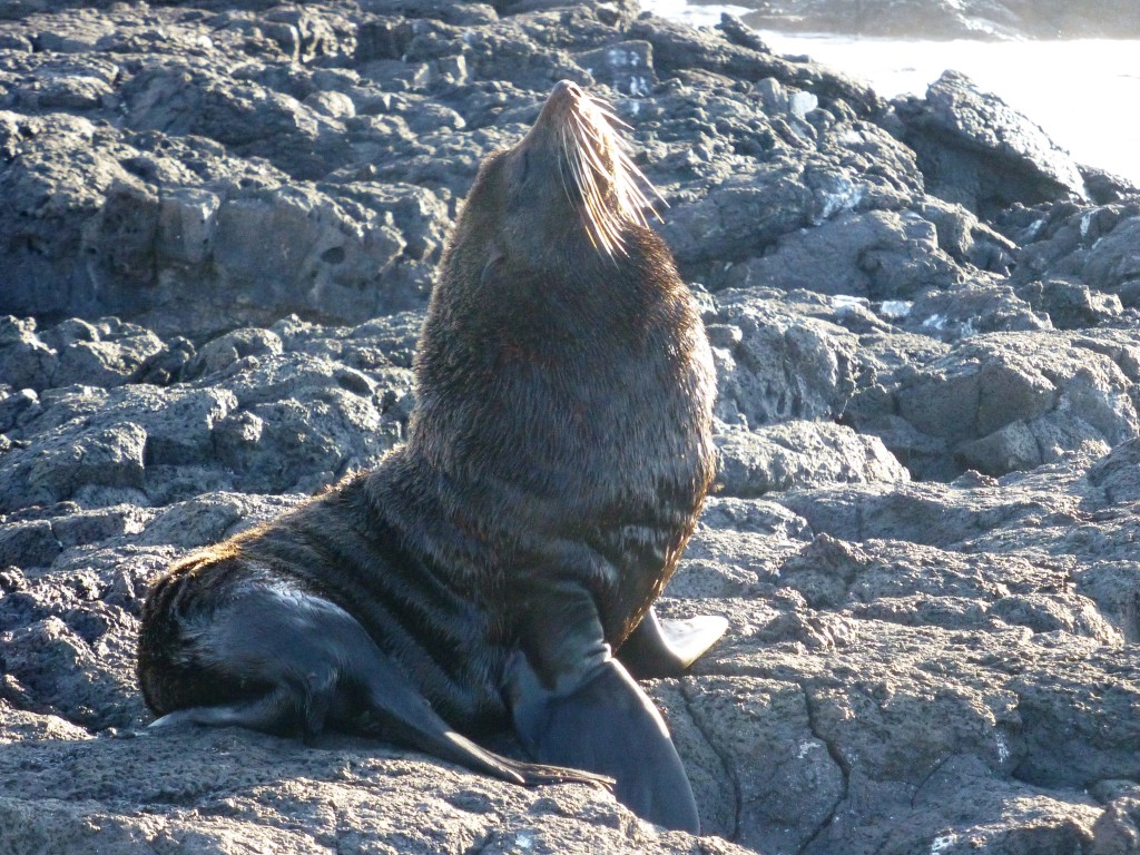 A Galapagos fur seal stretching in the sun
