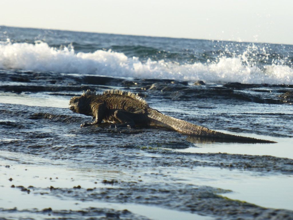 Marine Iguana