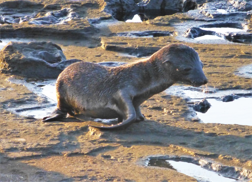 A baby Galapagos fur seal