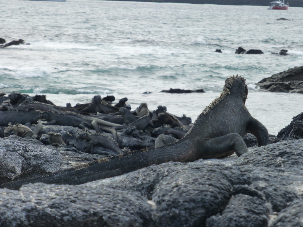Marine Iguanas