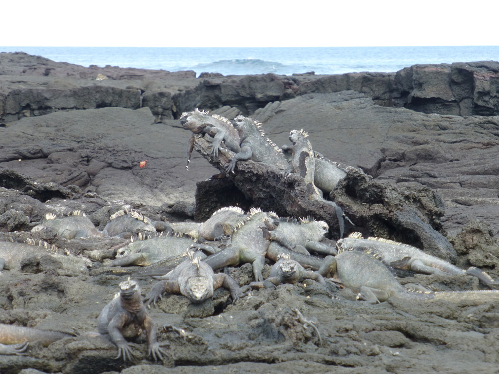 Marine Iguanas keeping warm