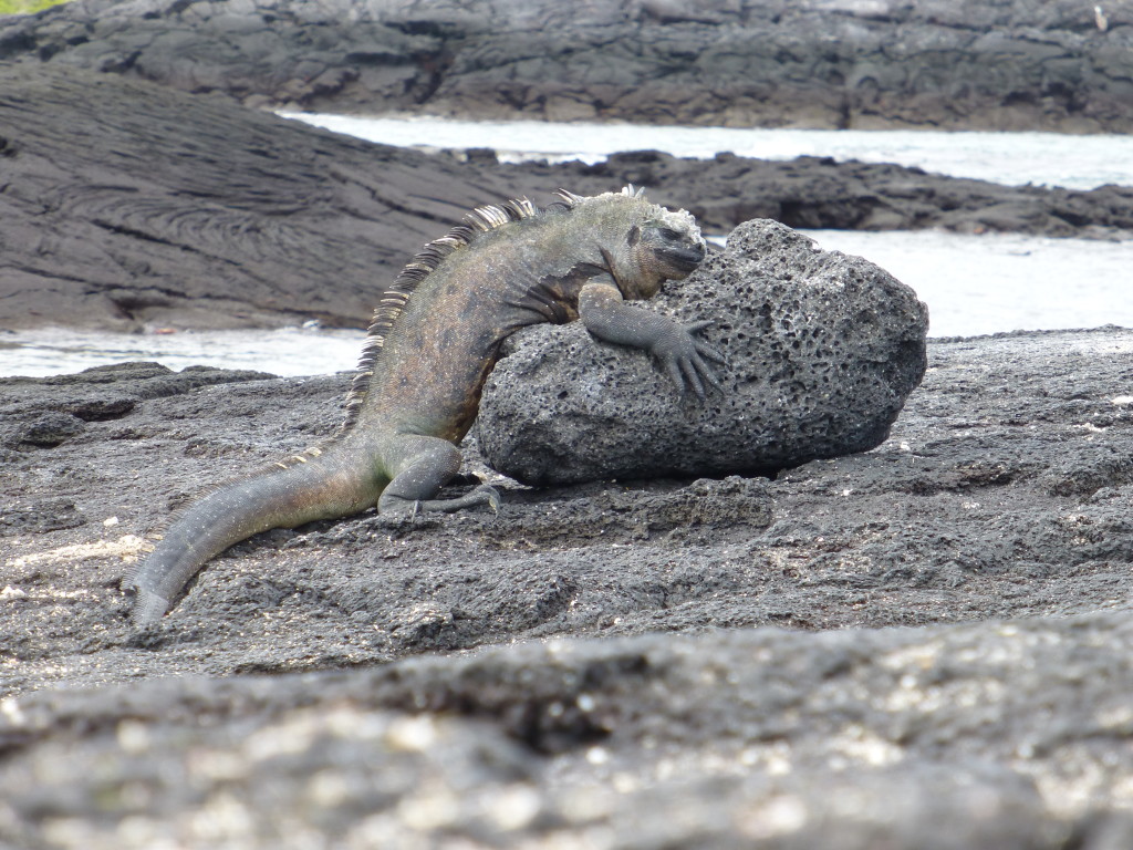 A Marine Iguana posing with a rock