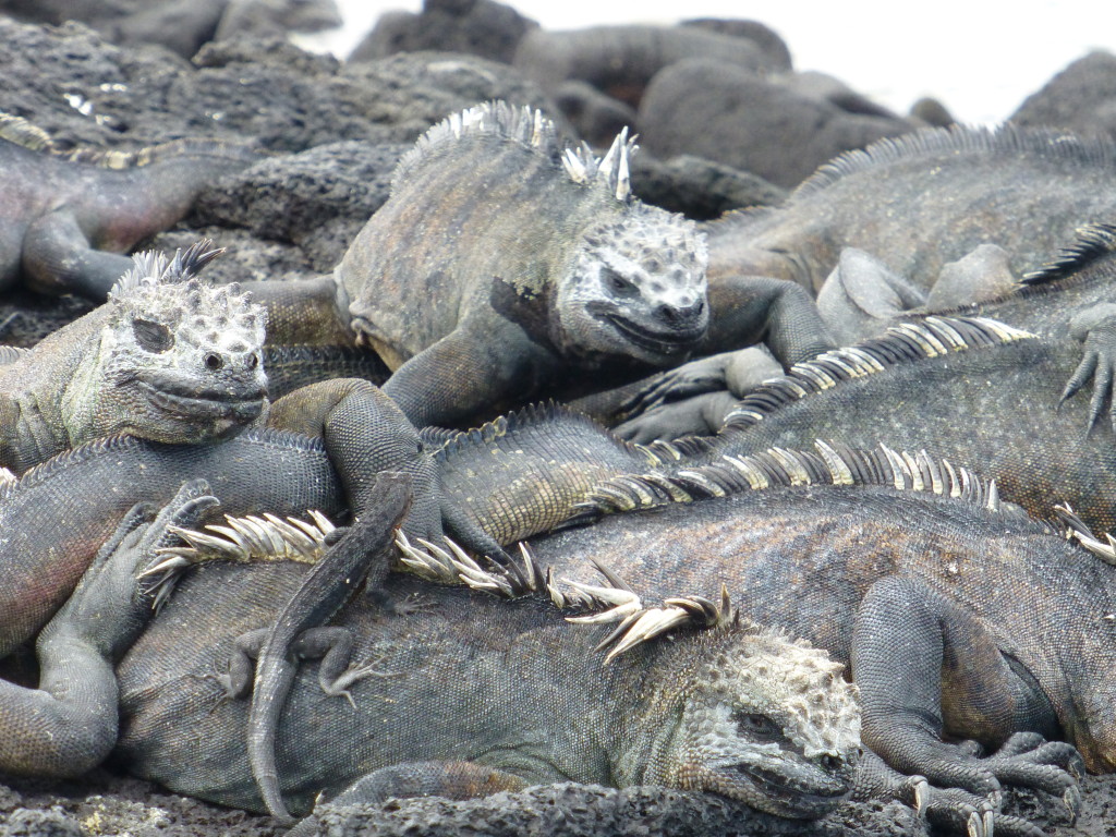 Marine Iguanas piled up to keep warm