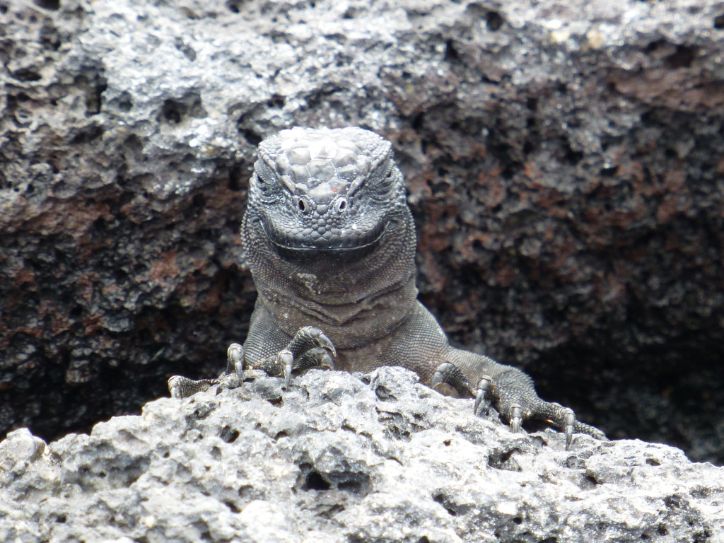 A young Marine Iguana hiding in the rocks