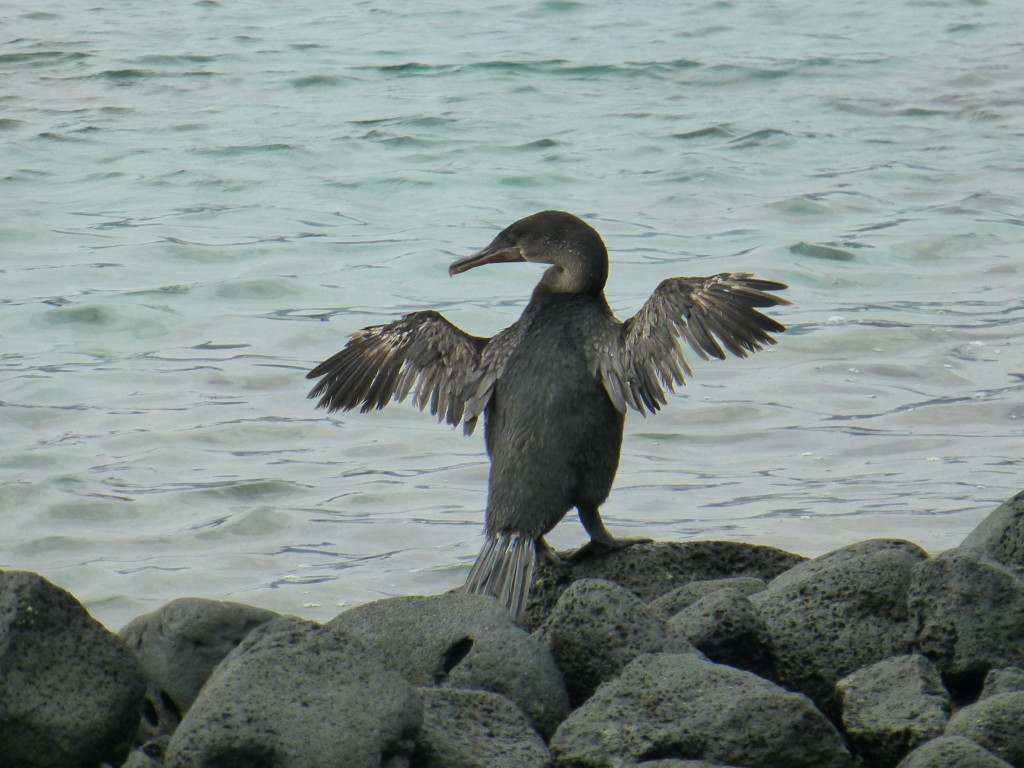 A Flightless Cormorant