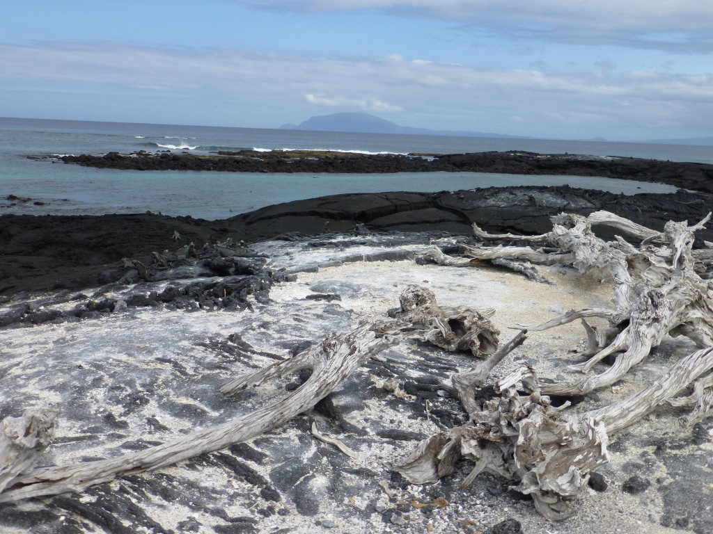 A view over bleached wood and black rocks