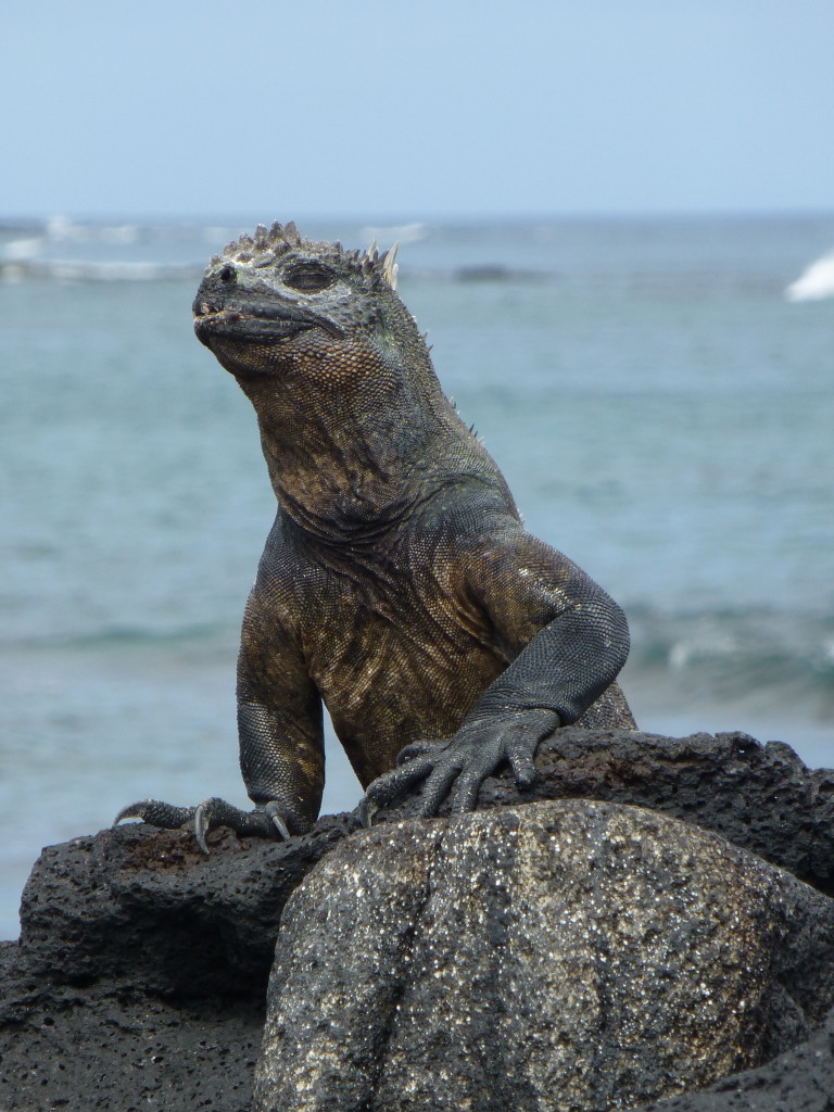 A Marine Iguana
