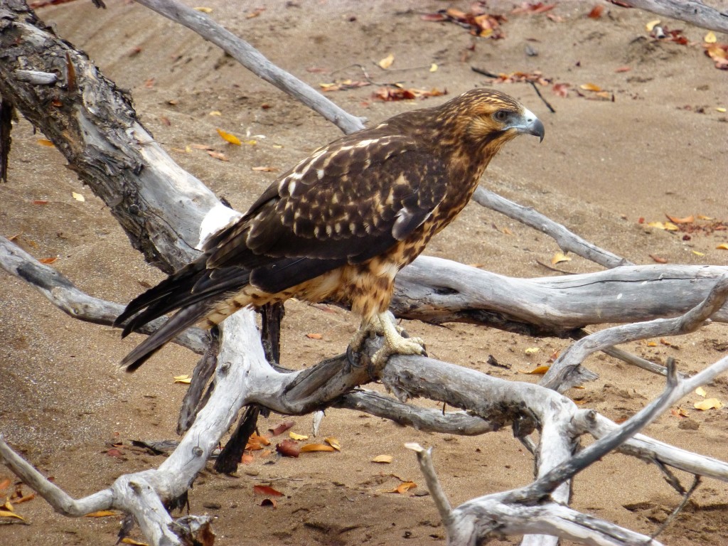 A Galapagos Hawk