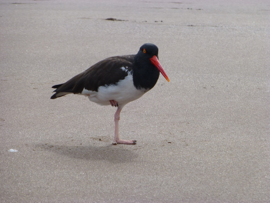 An American oystercatcher on the beach
