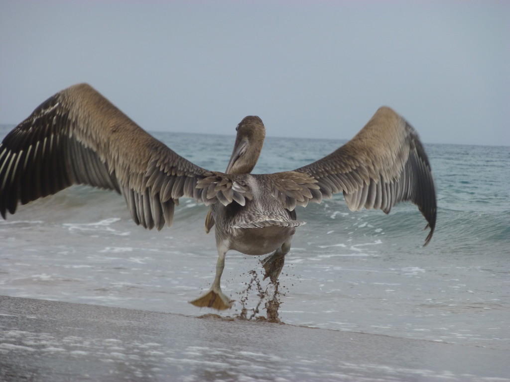 A Brown Pelican taking off