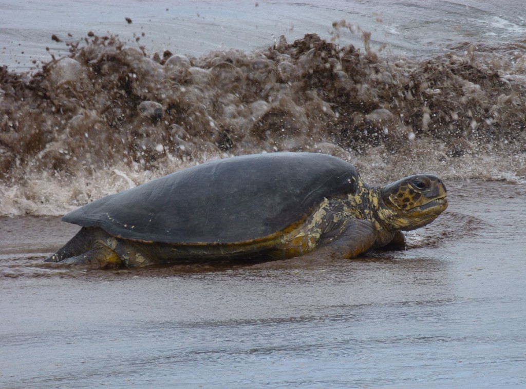 A Galapagos Green Sea turtle coming onto the beach