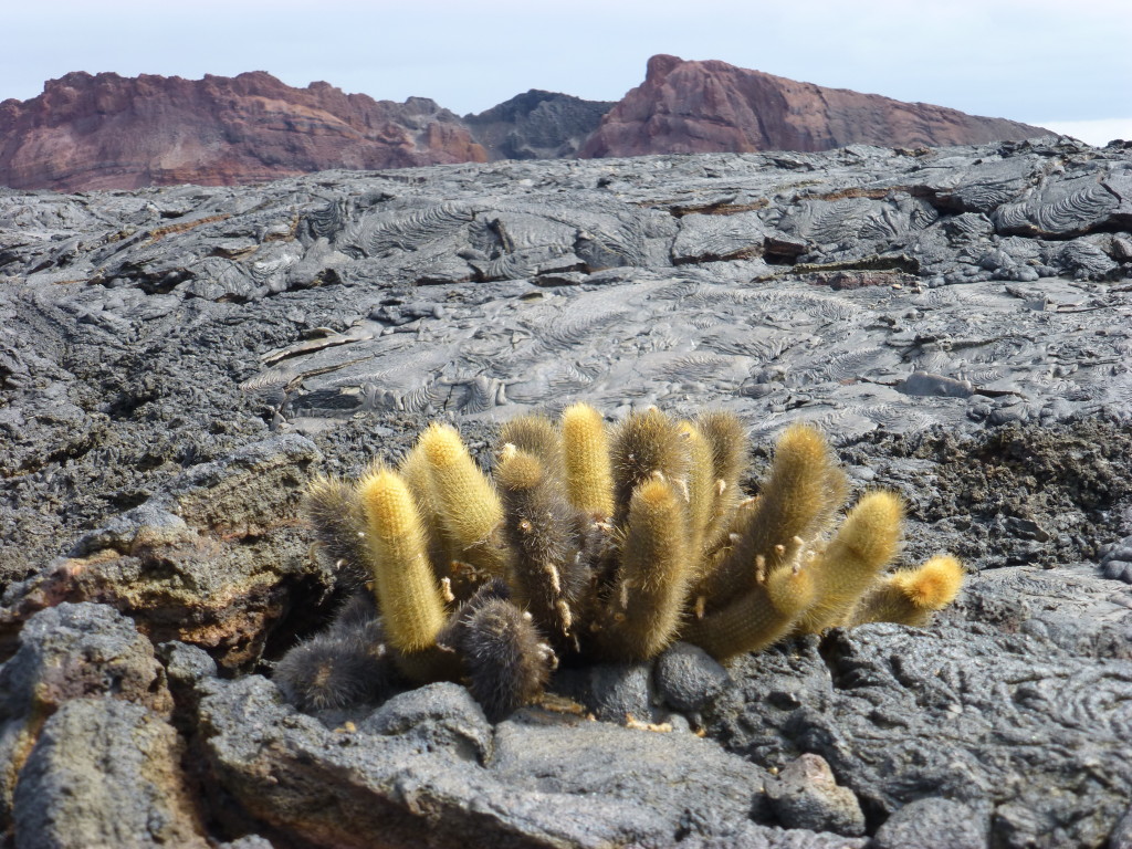 Lava cactus