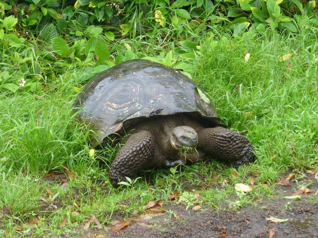 Giant tortoise