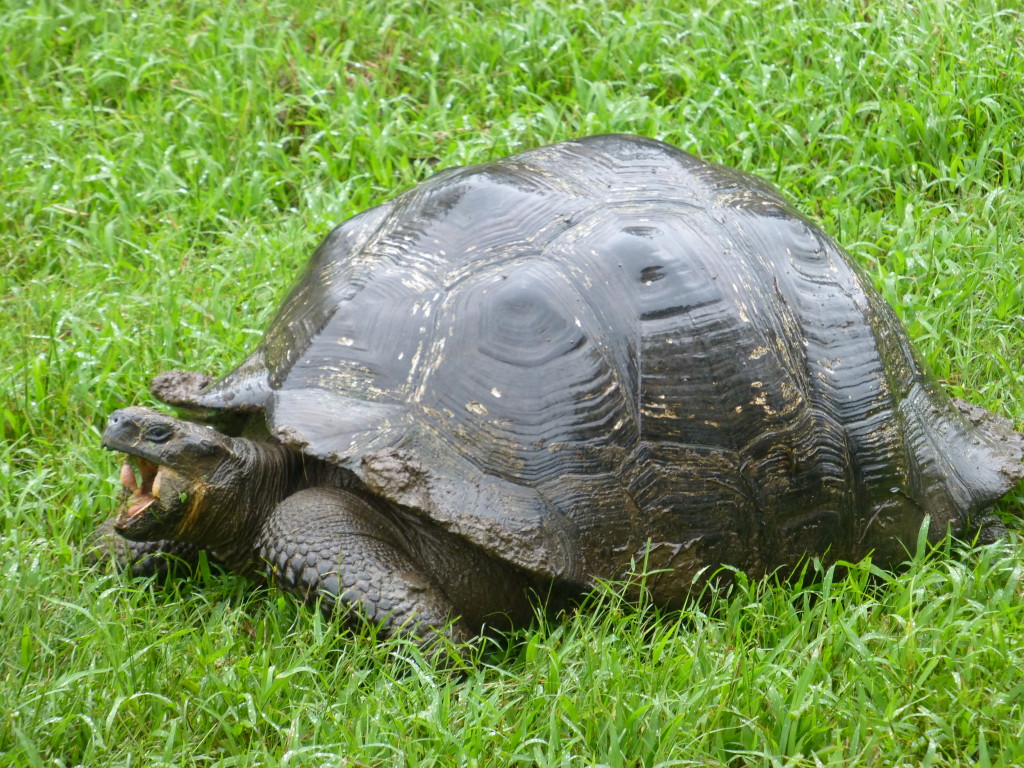 A giant tortoise chewing