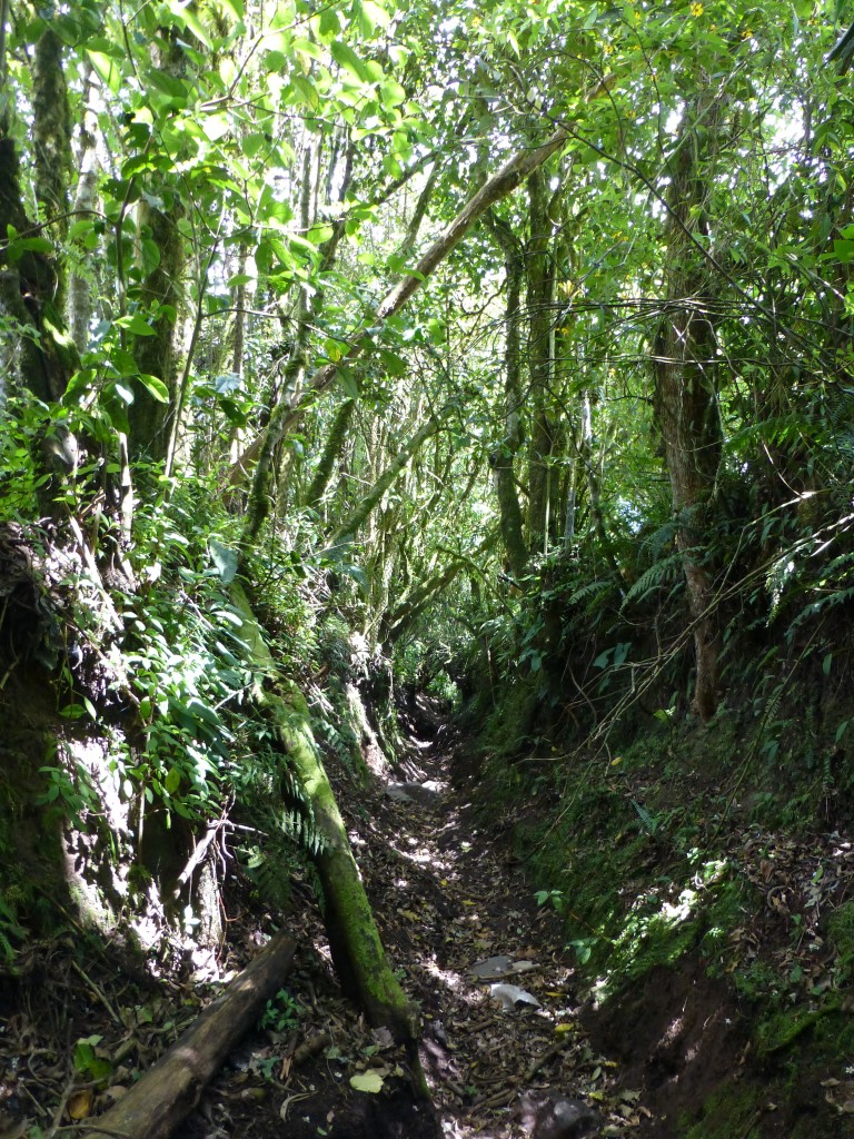 Paths through the forest