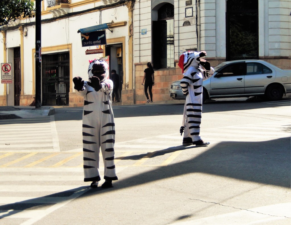 Bolivias Zebras, they educate people about zebra crossings