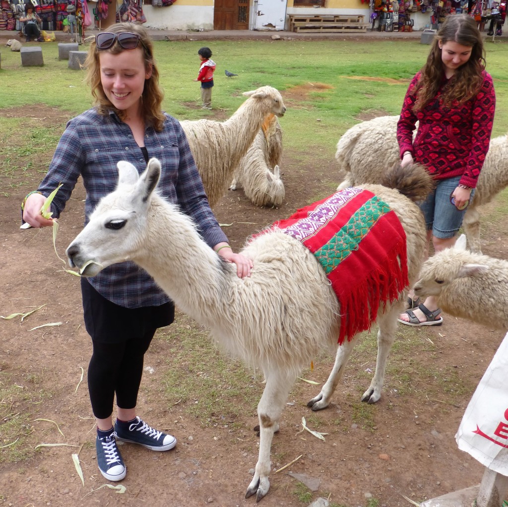 Feeding llamas in Cusco