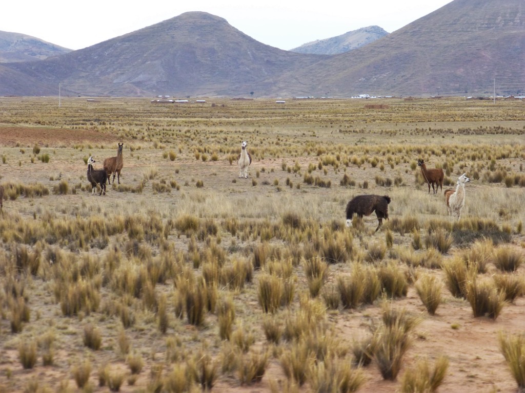 Llamas from the train