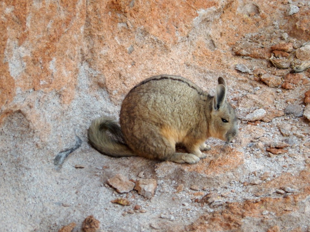 A Viscacha - a member of Chinchilla family