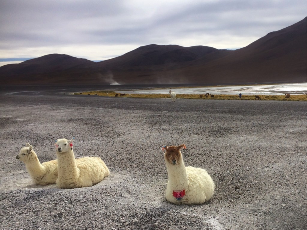 Llamas taking it easy